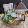 Splendid Sophy Vignette