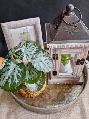 Splendid Sophy Vignette